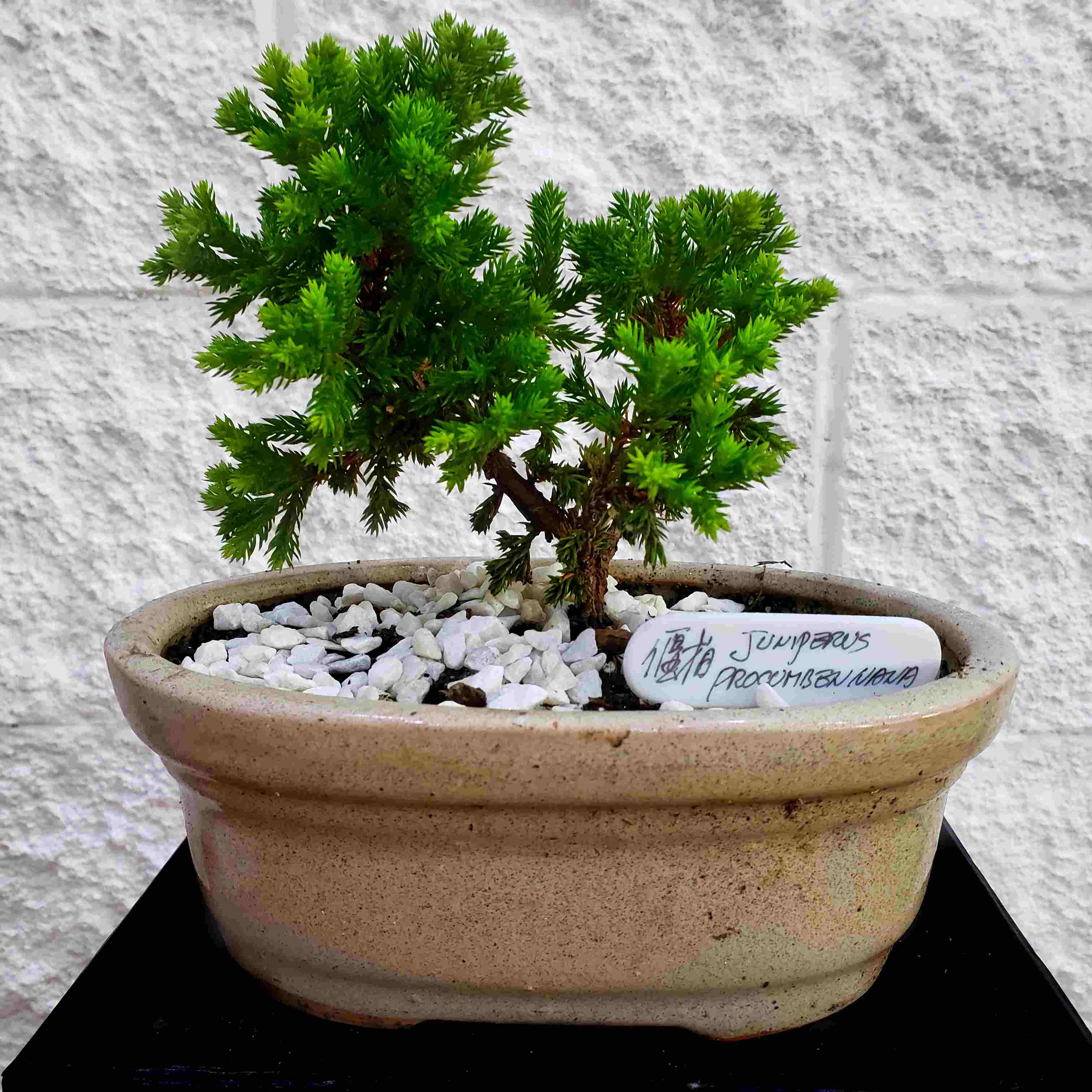 Foto de Bonsai 5 aos